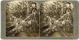 Stereo, Jamaique, Jamaica, Gathering bananas at the Cedar Grove plantation, circa 1900