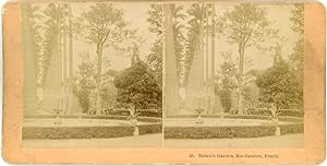 Stereo, Brésil, Brazil, Rio de Janeiro, Botanic garden, jardin botanique, circa 1900