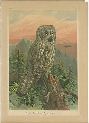 Antique Bird Print of the Great Grey Owl by Naumann (c.1900)