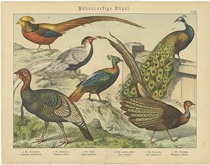 Antique Print of a Turkey, Peacock and other Birds by Schubert (1886)
