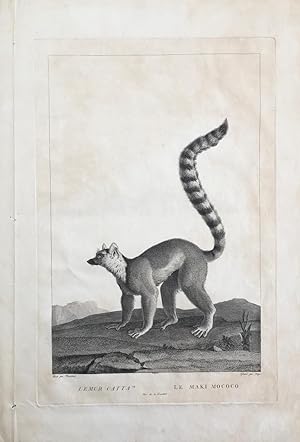 Lemur Catta, Le Maki Mococo [original, early C19th print of a lemur]