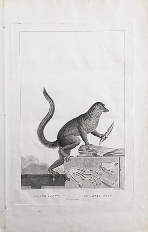 Lemur Fulvus, Le Maki Brun [original, early C19th print of a lemur]