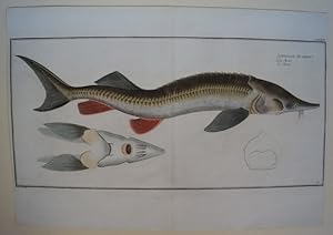 Bild des Verkufers fr Der Sterlet.Acipenser Ruthenus - Der Sterlet - Le Sterlet. Dekorativer, Original altkolorierter Kupferstich - Tafel LXXXLX aus Marcus Elieser Bloch, Allgemeine Naturgeschichte der Fische, Berlin,1782-1795, nach Krger jun. zum Verkauf von Treptower Buecherkabinett Inh. Schultz Volha