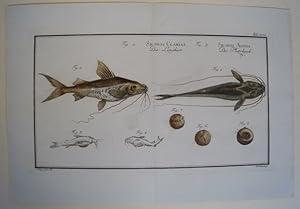 Bild des Verkufers fr Der Langbart. Silurus Clarias - Der Langbart. Der Platzbauch Fische Poissons Fishes Pesci. Silurus Ascita. - Der Platzbauch.Dekorativer, altkolorierter Original Kupferstich - Tafel XXXV aus Marcus Elieser Bloch, Allgemeine Naturgeschichte der Fische, Berlin, 1782-1795,gestochen von I.G. Schmidt nach Krger jun. Blattgre 27 x 41 cm. zum Verkauf von Treptower Buecherkabinett Inh. Schultz Volha