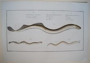 Bild des Verkufers fr Das kleine Neunauge. Petromyzon Planerei - Das kleine Neunauge - La Lamproie de Planer. Der Querder Petromyzon Branchialis - Der Querder - Le Lamprillon - The Pride. . Neunauge. Petromyzon Fluviatilis - Neunauge - La Lamproie - The Lesser lamprey. Dekorativer, Original altkolorierter Kupferstich - Tafel LXXVIII aus Marcus Elieser Bloch, Allgemeine Naturgeschichte der Fische, Berlin, 1782-1795, nach Krger zum Verkauf von Treptower Buecherkabinett Inh. Schultz Volha