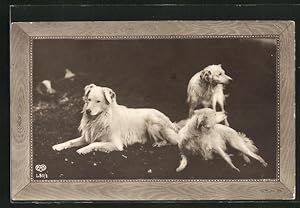 Bild des Verkufers fr Ansichtskarte Drei weisse Hunde mit langem Fell und Schlappohren zum Verkauf von Bartko-Reher