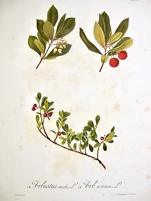Flora Forestal Española - Arbustus Unedo, L., Arb. Uva-Ursi, L.