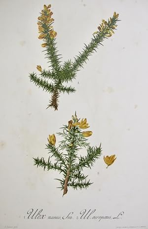Flora Forestal Española - Ulex Nanus, Sm., Ul. Europaeus, L.