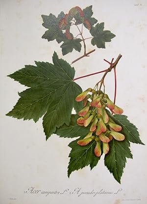 Flora Forestal Española - Acer Campestre, A. Pseudo-Platanus