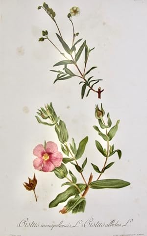Flora Forestal Española - Cistus Monspeliensis, Cistus Albidus