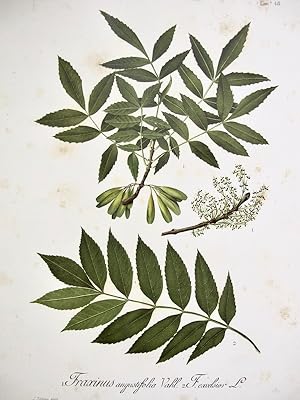 Flora Forestal Española - Fraxinus Angustifolia, F. Excelsior