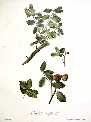 Flora Forestal Española - Quercus Coccifera
