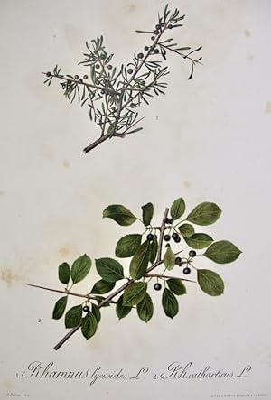Flora Forestal Española - Rhamnus lycioides, Rh. Catharticus