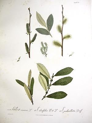 Flora Forestal Española - Salix Cinerera, S. Oleafolia Wet. L., S. Pedicellata, Desf.