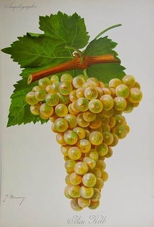 Viticultura - Ain Kelb