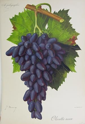 Viticultura - Olivette Noire