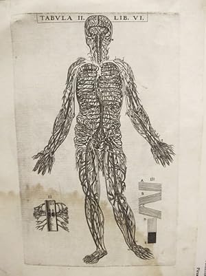 Immagine del venditore per Historia de la composicin del cuerpo humano - Tab. II. Lib. VI. venduto da Frame