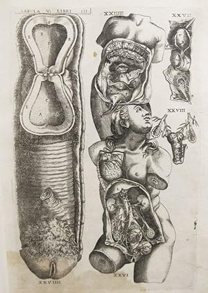 Imagen del vendedor de Historia de la composicin del cuerpo humano - Tab. V. Lib. III. a la venta por Frame