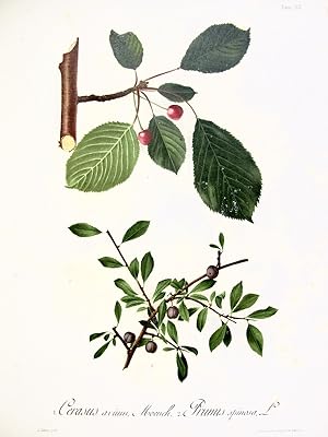 Flora Forestal Española - Cerasus Avium, Moench,. Prunus Spinos, L.