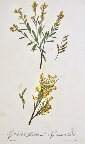 Flora Forestal Española - Genista Florida, G. Cinerea