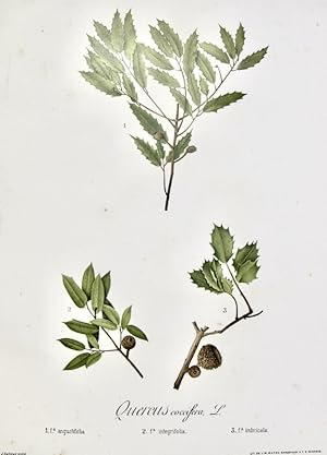 Flora Forestal Española - Quercus Coccifera (Angustifolia)