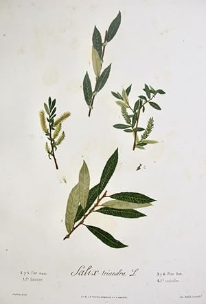 Flora Forestal Española - Salix Triandra