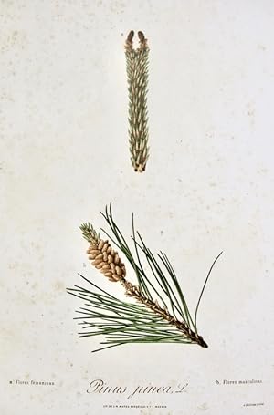 Flora Forestal Española - Pinus Pinea, L (Flores)