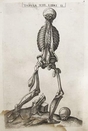 Seller image for Historia de la composicin del cuerpo humano - Tab. XIIII. Lib. II. for sale by Frame