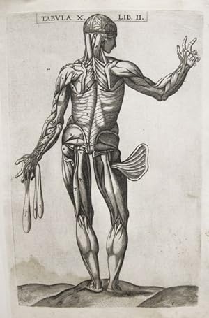 Imagen del vendedor de Historia de la composicin del cuerpo humano - Tab. X. Lib. II. a la venta por Frame