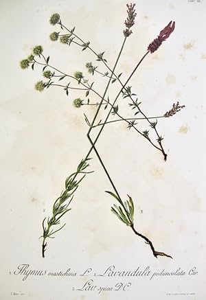 Flora Forestal Española - Fhymus Mastichina, Lavandula Pedunculata Cav., Lav Spica DC.