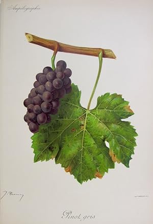 Viticultura - Pinot Gris
