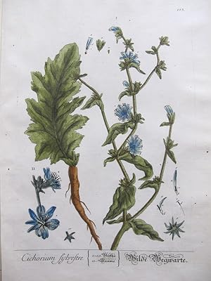 Imagen del vendedor de Cichorium Sylvestre a la venta por Frame