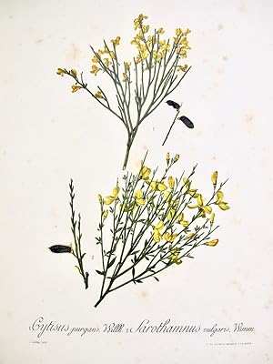 Flora Forestal Española - Cytisus Purgans, Willk., Sarothamnus Vulgaris, Wimm