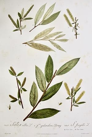 Flora Forestal Española - Salix alba, Fa. Splendens, Bray, S. Fragilis