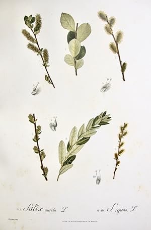 Flora Forestal Española - Salix Aurita, S. Repens