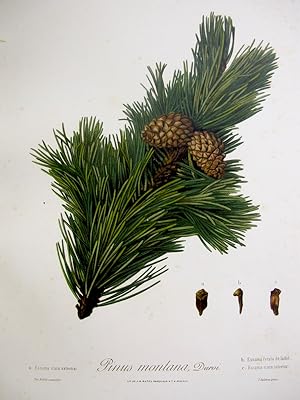 Flora Forestal Española - Pinus Montana, Duroi