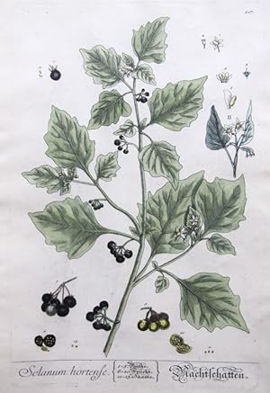 Solanum Hortense
