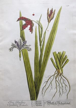 Imagen del vendedor de Iris Silvestris Spatula Foetia a la venta por Frame