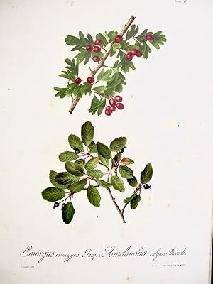 Flora Forestal Española - Crataegus Monogyna, Jacq., Amelanchier Vulgaris, Moench
