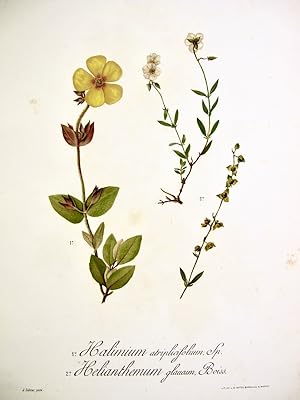 Flora Forestal Española - Halimium Atriplicifolium, Sp., Helianthemum Glaucum, Boiss.