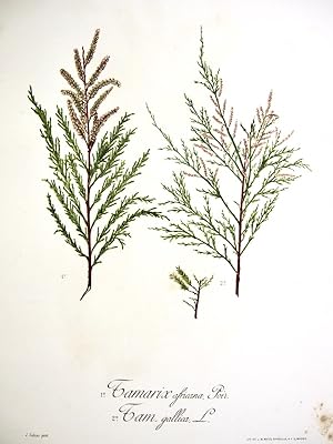 Flora Forestal Española - Tamarix Africana, Poir., Tam. Gallica, L.