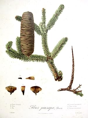 Flora Forestal Española - Abies Pinsapo, Boiss (Piñas)