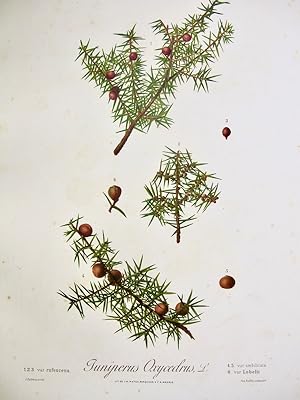 Flora Forestal Española - Juniperus Oxycedrus, L