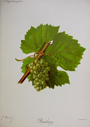 Viticultura - Riesling