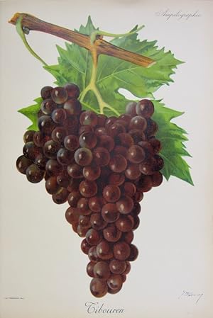 Viticultura - Tibouren