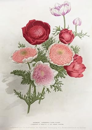 Anémone Coronaria Flore Pleno: Leverrier Rosette, Sir Joseph Paxton