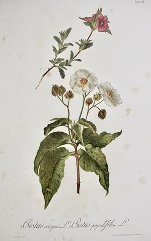 Flora Forestal Española - Cistus Crispus, Cistus Populifolius
