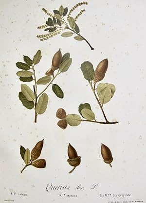Flora Forestal Española - Quercus Ilex (Calycina)
