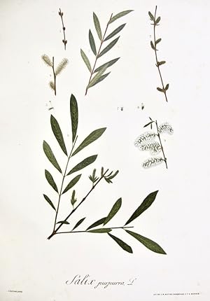 Flora Forestal Española - Salix Purpurea