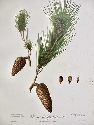Flora Forestal Española - Pinus Halepensis, Mill